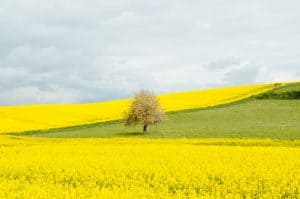 Dealing with hay fever in Children